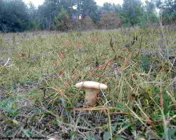 Eflani Ebişke Mantarı Ebişke Mantarı